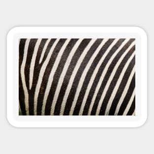 Zebra style Sticker